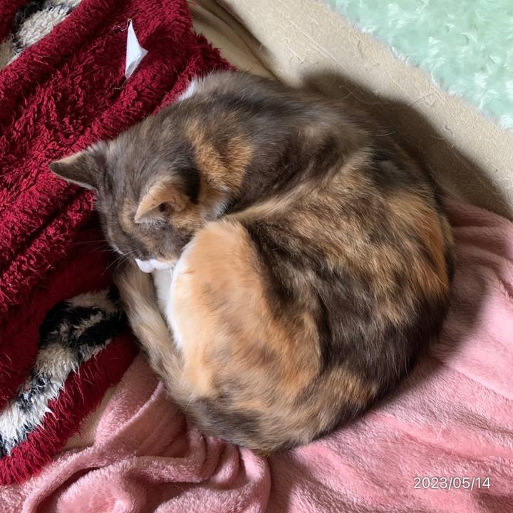 15357a92 2c77 411b b358 aa75c7b7d163 1684030947908