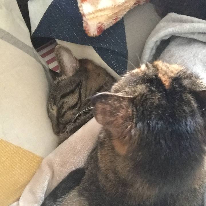 1535c688 77f2 4ed3 a49b cb5dc13a60c7 1508287276568