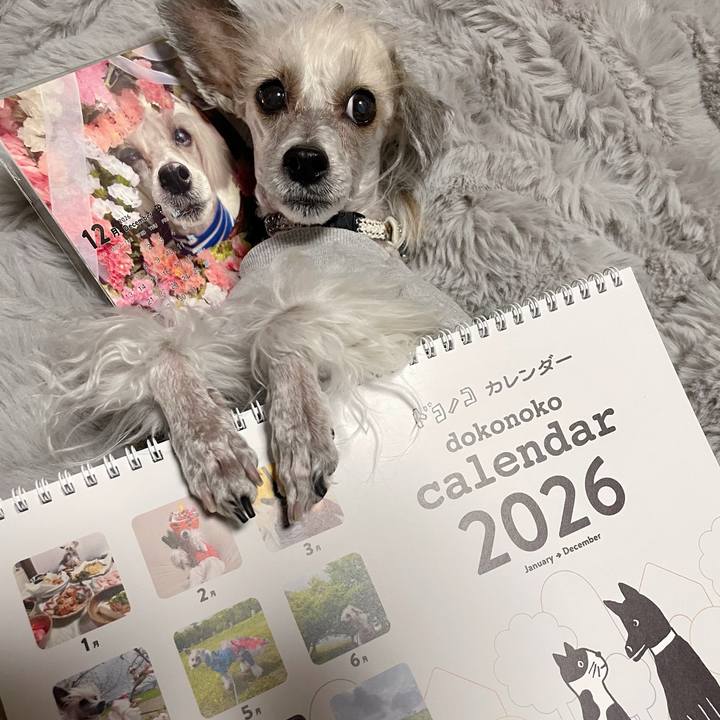 1536ce99 946b 4681 93b7 8a891136f97f 1763715099020