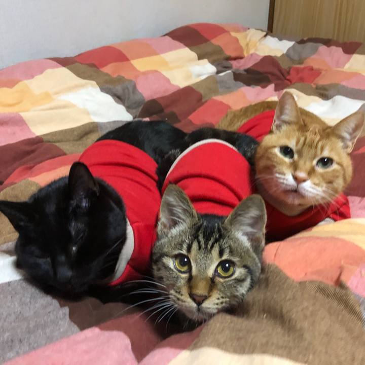 15382e8f cb0d 495a 8bfe 80bffdb79466 1733002657704