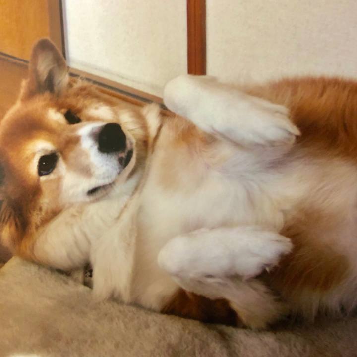 15386abc e63c 42f6 a206 785ef736e70b 1544536872190