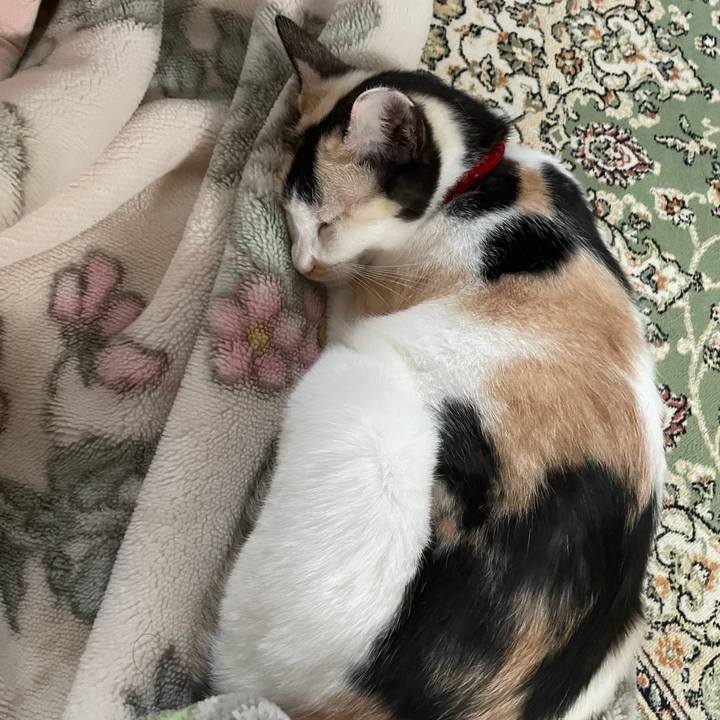 153928d3 37bf 4f17 be70 967ff5b4e989 1700988464926