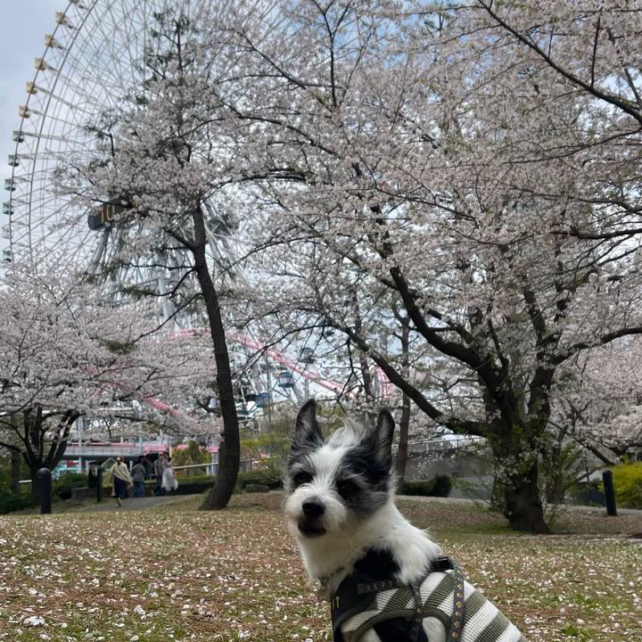 153b08c7 5ade 4aef 89c0 5ec1d7917e8c 1744072734748