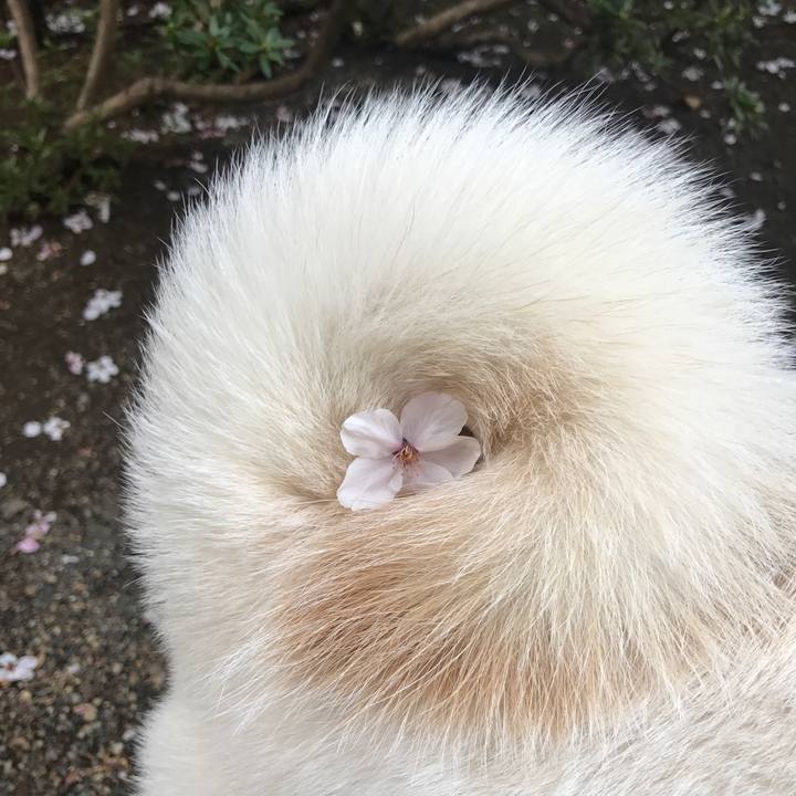 153cf3d5 cce5 466c be38 851bb043f30c 1522317107955