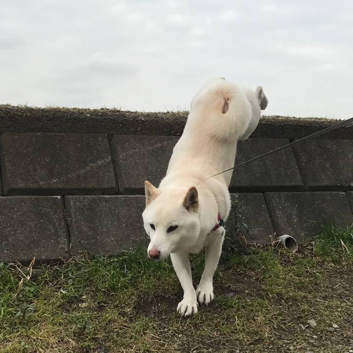 15420101 8479 4a2c 8648 708d20c880d9 1516418297190