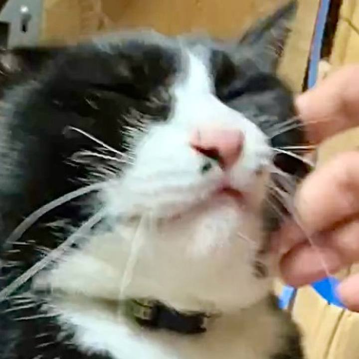 154438bc 483e 438f 987f 4b40aa25a298 1730456124461