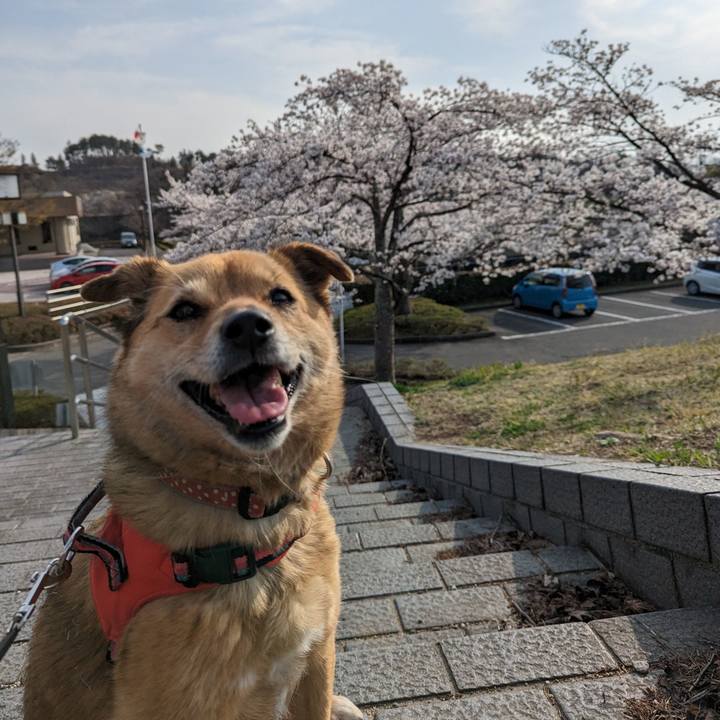 15477e29 e8fb 404b 8780 41bbf9f948a3 1680269407011