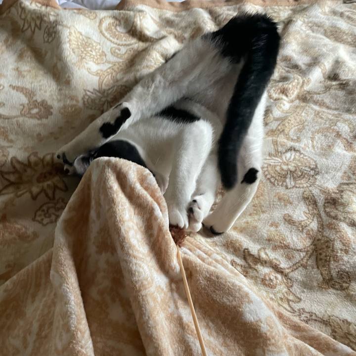 15482050 4d63 4d27 a980 db4c81305b6a 1686085779168