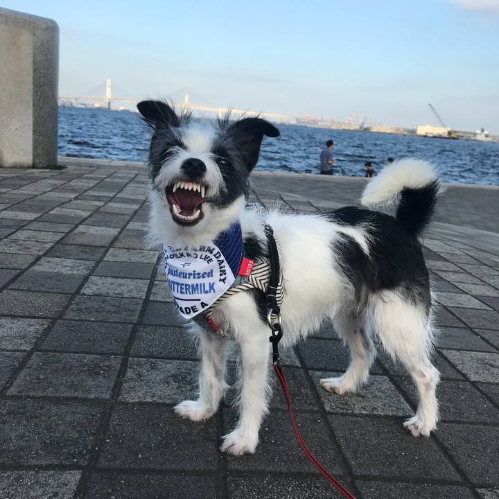 154ac62b c31f 4dd4 8788 b1462d0c6d5d 1532598095618