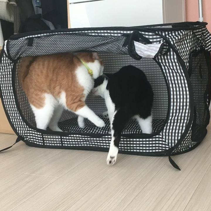 154b8357 2f53 4f08 b9e0 707070501b54 1539820035895