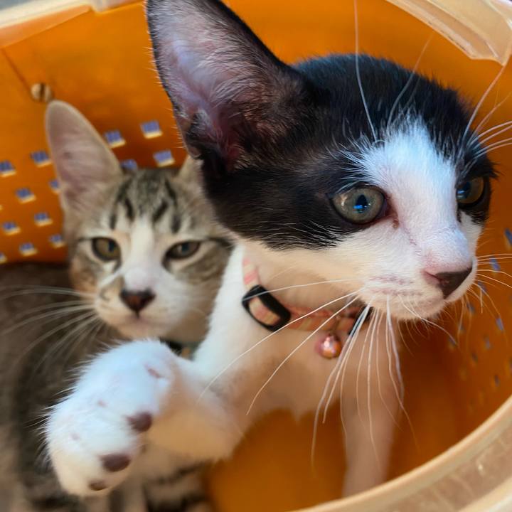 154cb059 dfdd 4522 b01d 349250eebac4 1626430892343