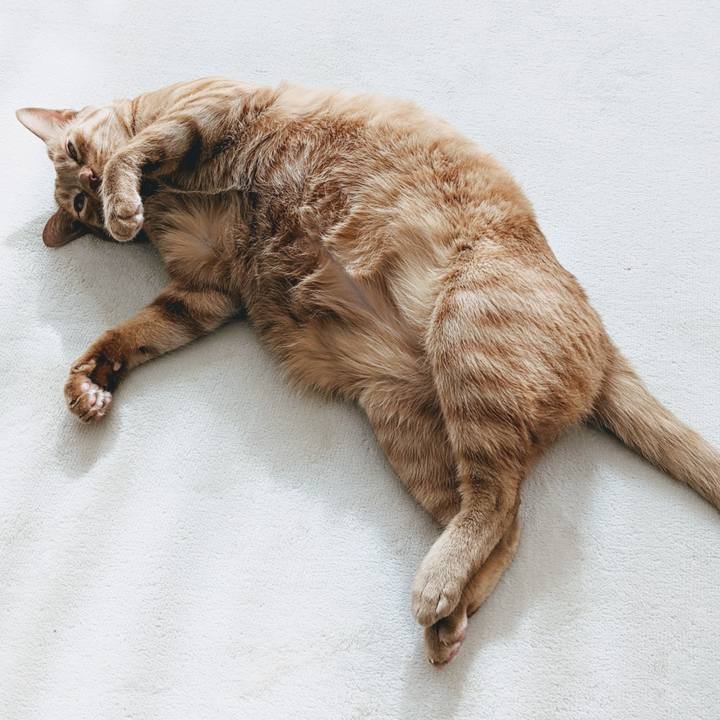 154ce470 00d2 4c1b b275 f0e700359682 1648880689298