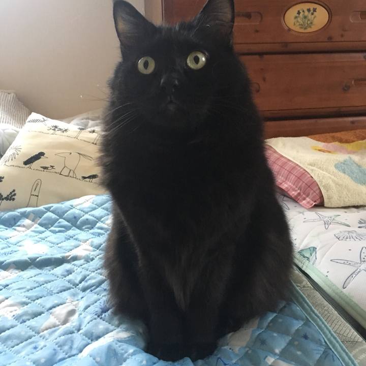 154e7817 a7b3 4c89 b617 d7f2893a0412 1538914864338