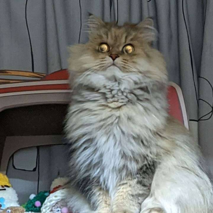 154f4346 3812 4935 b67c b419e38f68dd 1636296706751