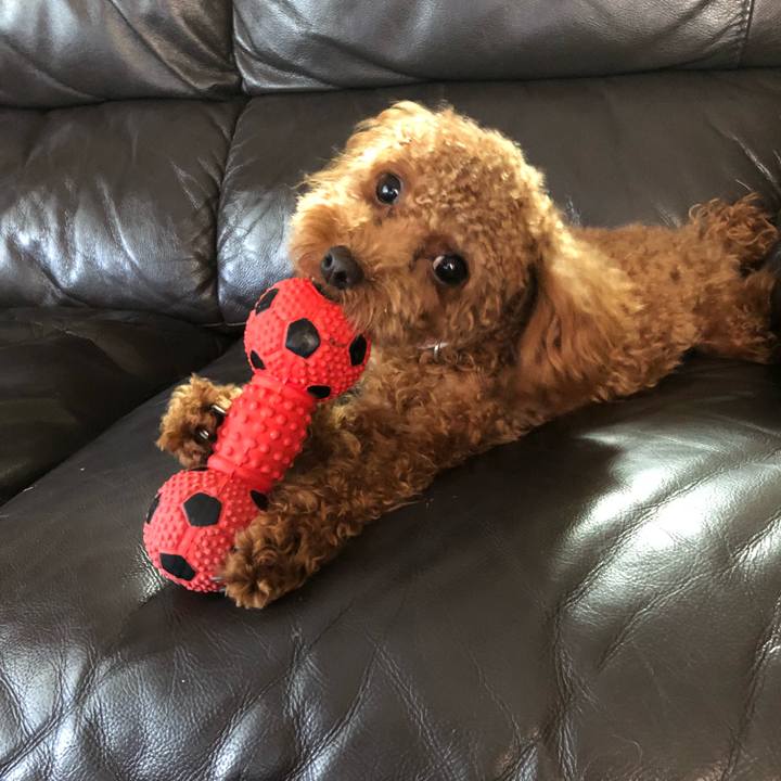 15505138 7bcf 458b ac45 7cfe458db439 1509921314474