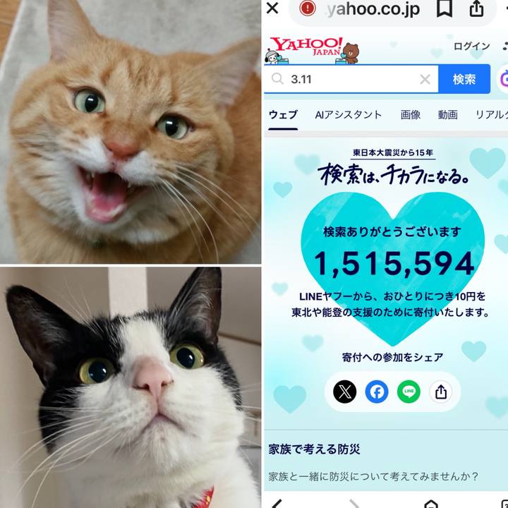 15508cd5 102e 4c31 bf75 5f553946c890 1773185402968