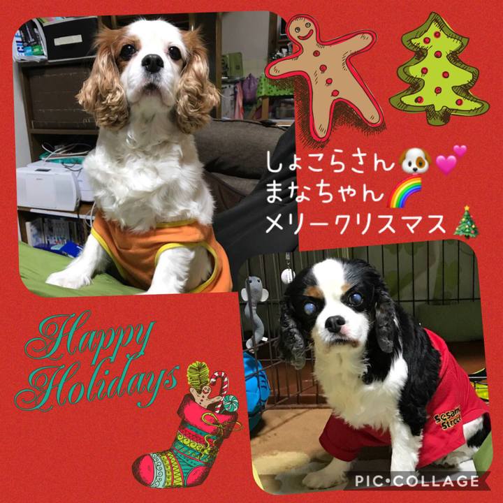 15599fda 60d9 4c6a bac1 08b3774ad232 1545558688749