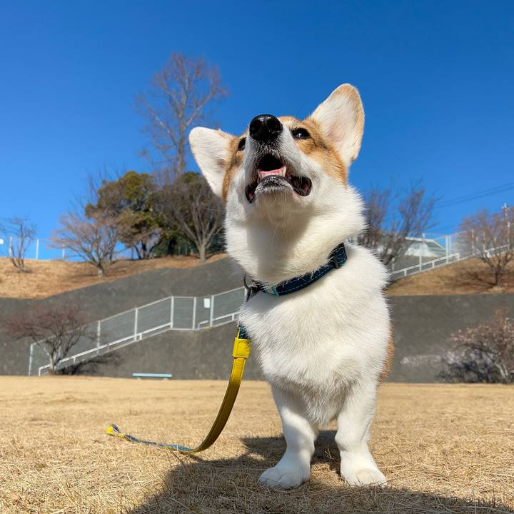 155a2d27 2e18 4147 a30d dc186fa90b16 1770183288349