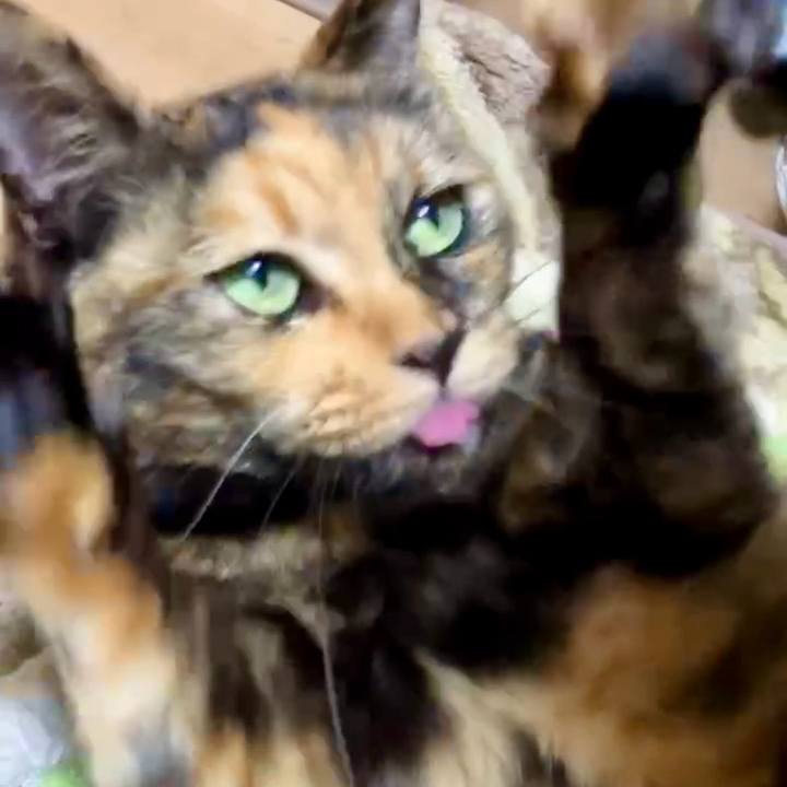 155abdc3 a204 44fe b509 7b39f9b7eed9 1730921742199