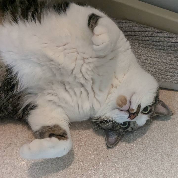 155c906b d2d2 44bd 994e c7b503c84688 1719868686755