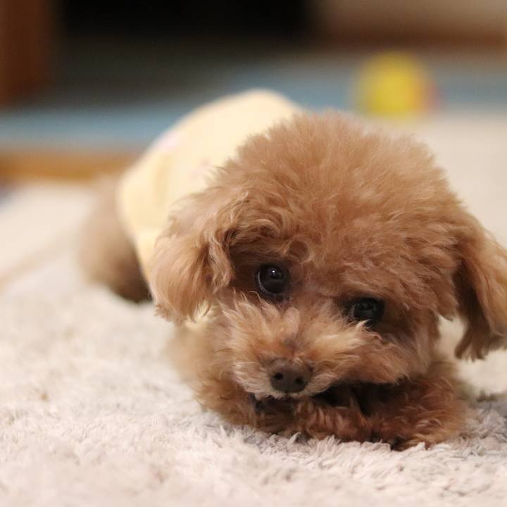 155ff82b 4852 4f9f b977 caff0f47a6fe 1591882657443