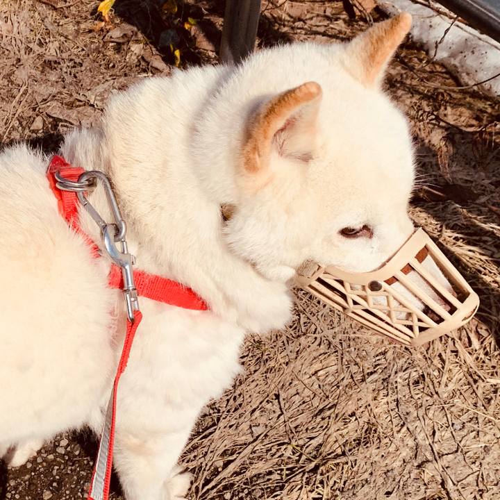 156c2334 22af 4120 bfe5 c9a866eab119 1585619922807