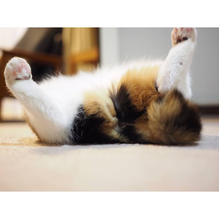 1578d991 a6be 4bdb b786 11d25bac0804 1544781855175