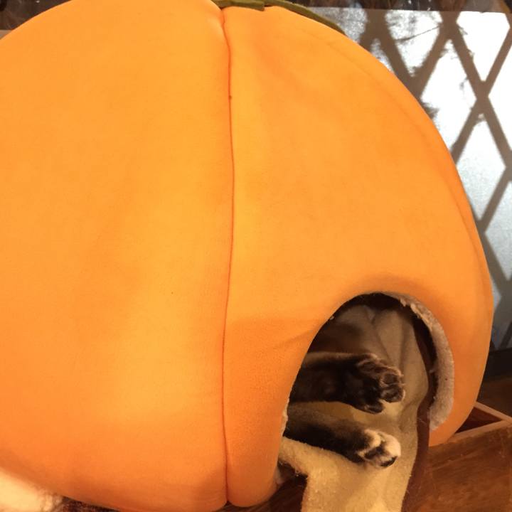 157905be 0c22 428b a9ae 01e84bd4dc2d 1547115685490