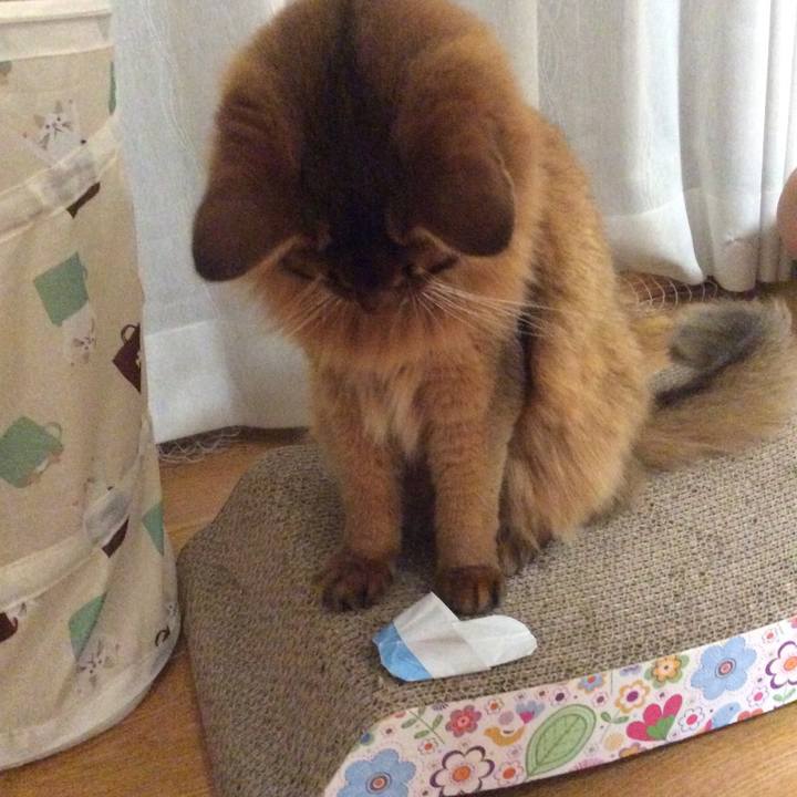 1581794e 2565 4418 8140 4b1eb14c48ad 1594437990876