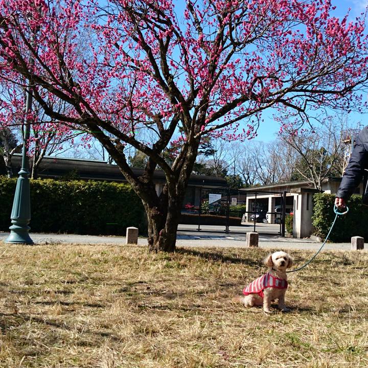 15820374 b425 4286 82c9 2820d6e36a11 1581397722556