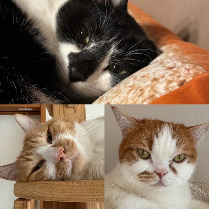 15841604 9a0d 4863 bba1 df2937321a14 1768814038864