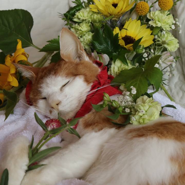 1584e70a ab14 4f40 afec 6ab916de2725 1628286163003