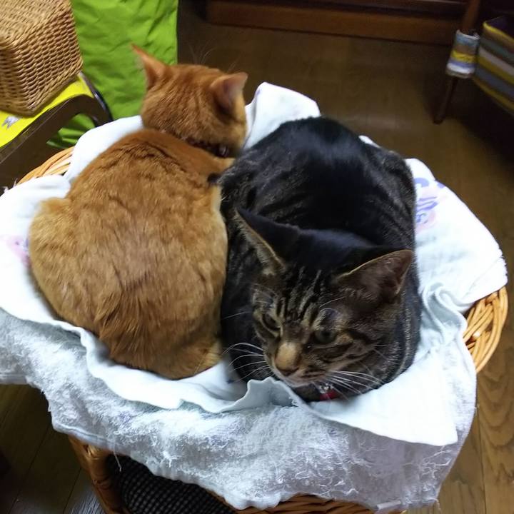 15850087 4149 42b8 87c1 bd266356dc84 1558450401932