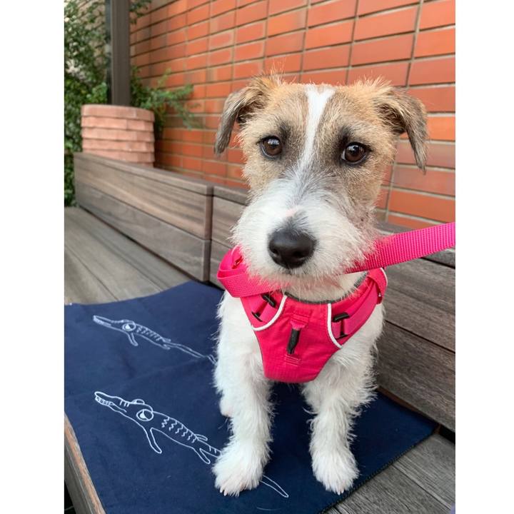 1585e6b0 a7d2 4c6a bffa 4b4aac96e268 1573299755920