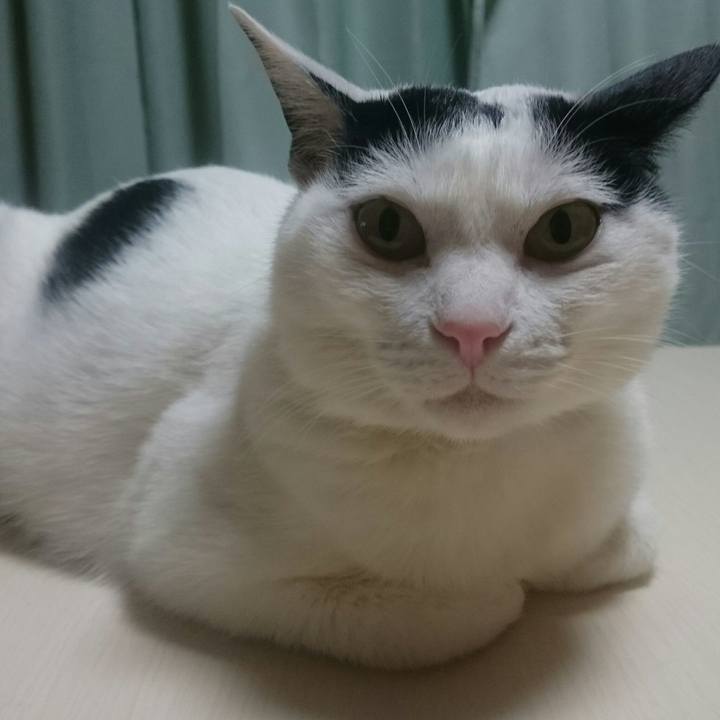 15863f83 58a7 4a87 967d 4d676110828f 1518425790249