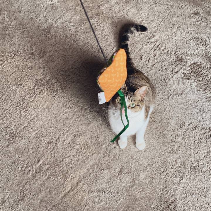 15887744 8d82 4421 97d8 1852e265d692 1546256442166