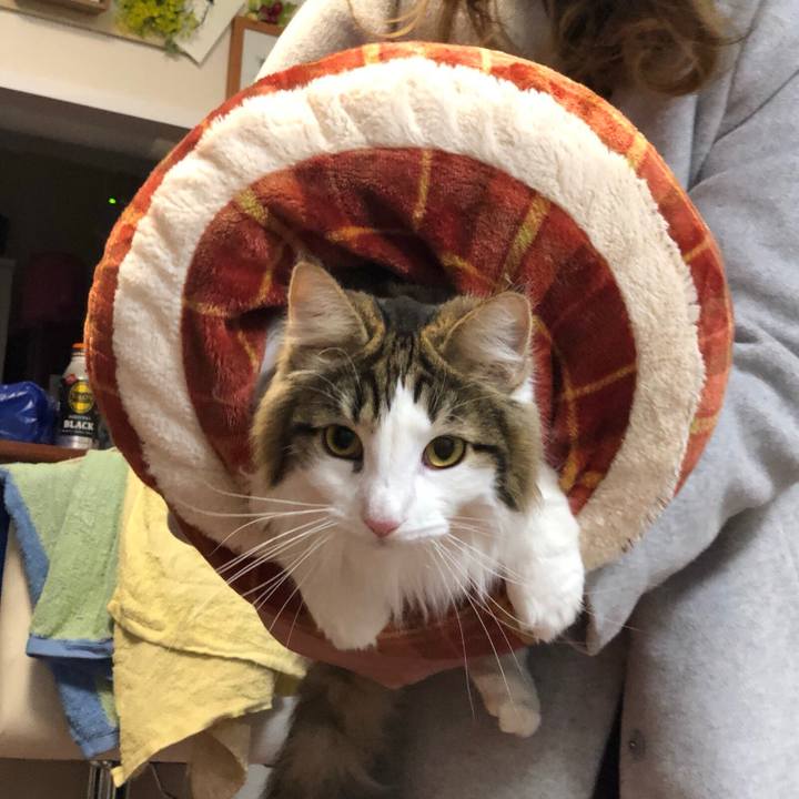 158884c5 d4a6 42d9 9fcd ae975fc11549 1546822910786