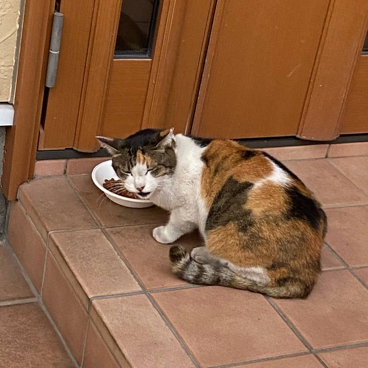 1588f1c8 be2b 4671 be9b 6d45dfc84cd6 1666515617562