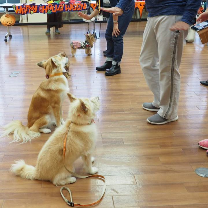 158c85cb 1503 442c a047 b2a258d12eb9 1539349269723