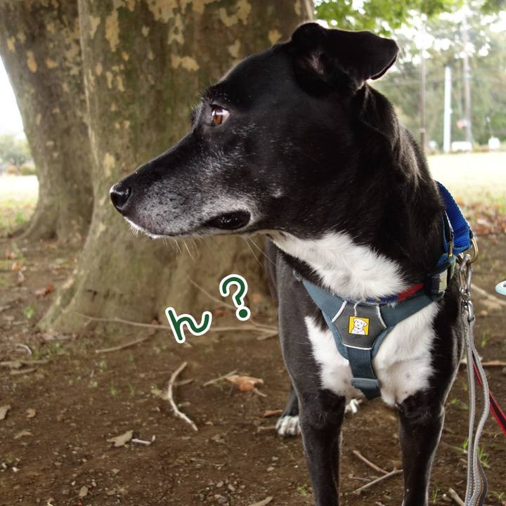 158cac2d 8b16 426b ad79 16f4fad18410 1729037130397