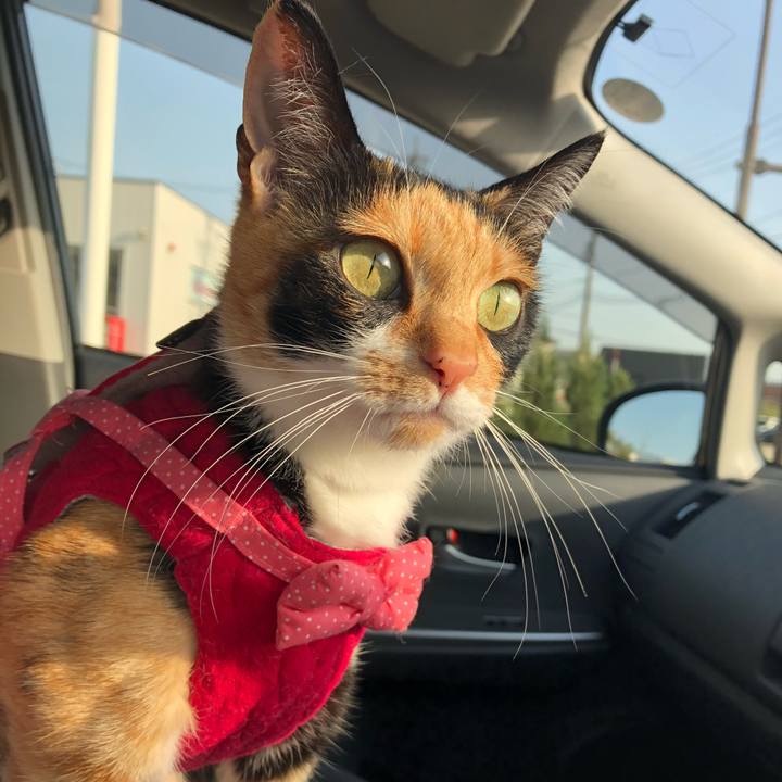 158eaca0 241b 458a a1e4 a35784b56828 1526380824052