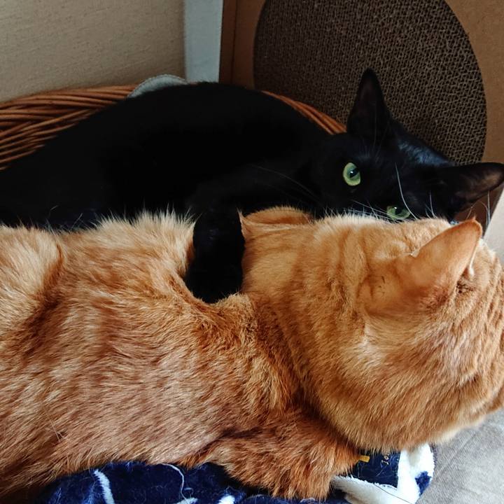 1591e11a 9b55 45b0 a138 577b51855a05 1585890960040