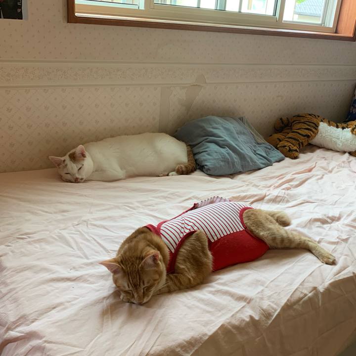 15955ccc a98d 4013 881d 2b4ad9c09f34 1590220260724