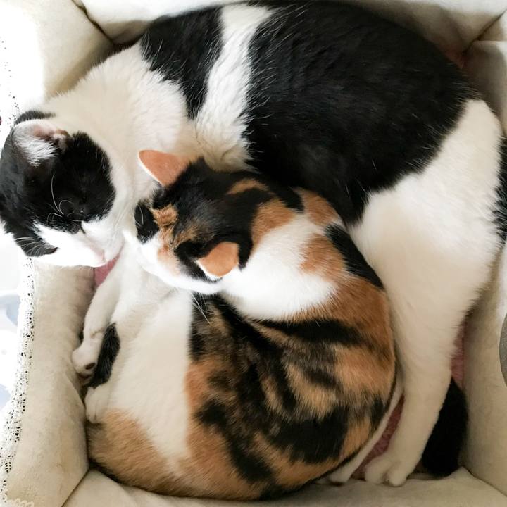 15966ee8 2365 4e7a a0df ed8b147f287b 1517748147368