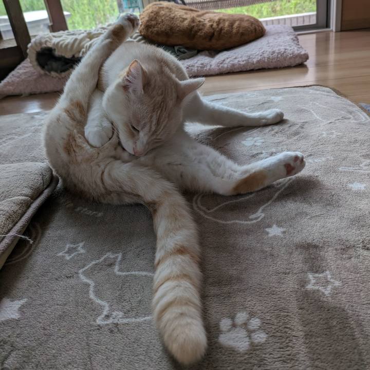 159a1a26 2d33 422d aaaa 823ff371e418 1685225752455