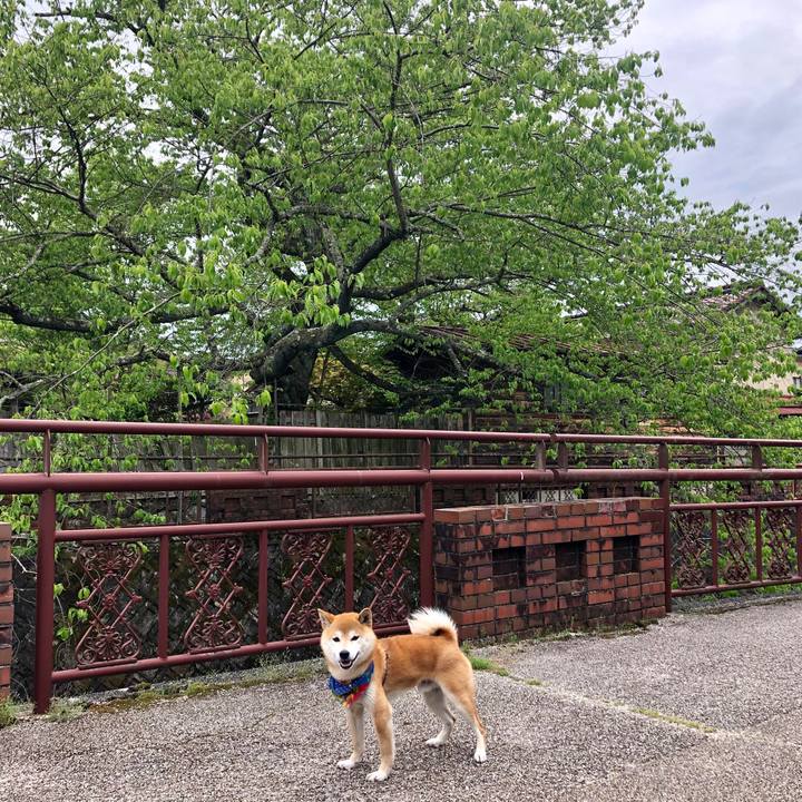 159b9854 0d4b 413f bb02 add4f2b9d473 1557485390338