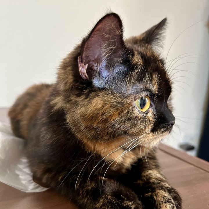 159c8516 2b14 4b7d abb2 5fd03abe1135 1763272739089