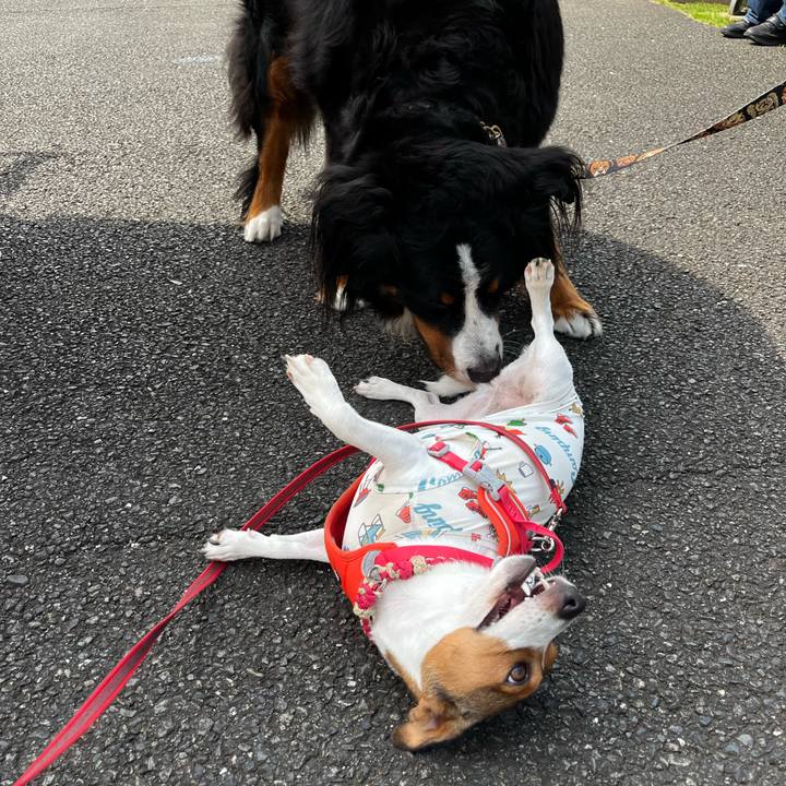 159e6706 0440 4121 ba8a 6c9ef4c120cf 1759146852502