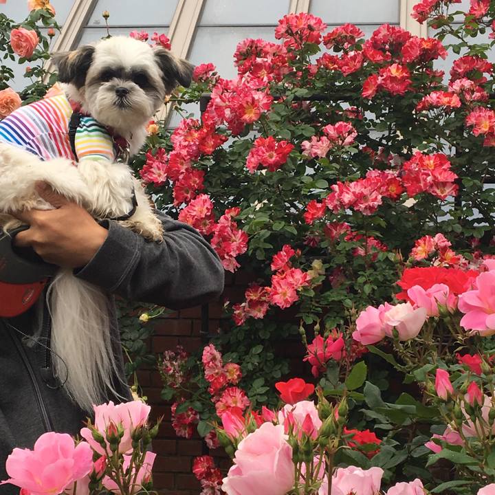 15a36160 01f1 45fb 821b 5ea99c0e02bb 1526202124670