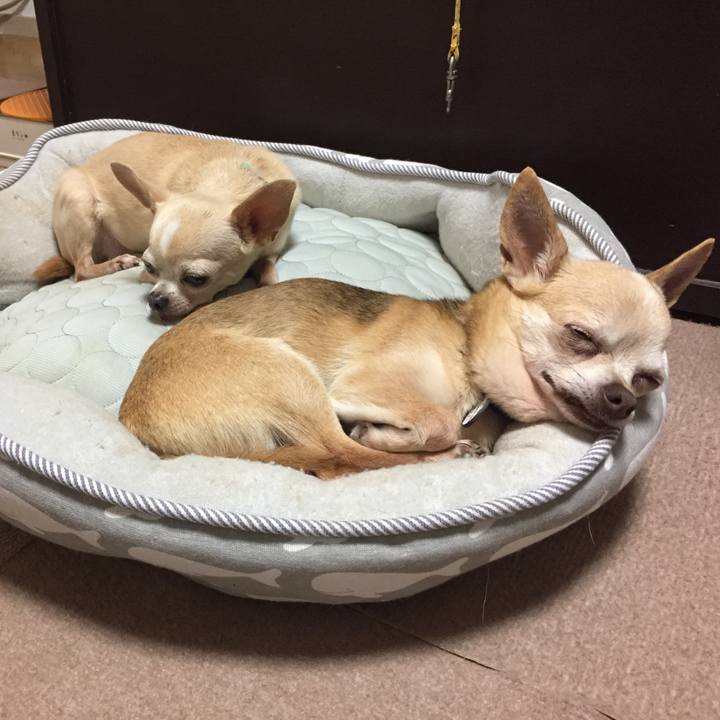 15a38e20 c3a5 43bb b6fb a21a3d77a53f 1529547530693